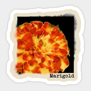 Marigold Sticker